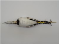 藏品(水雉)的圖片